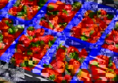 Strawberries from Philips' GrowWise Center in Eindhoven