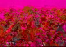 We all know this made Leo Marcelis happy. Lettuce lighting trials at the GrowWise Center