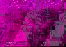 A strawberry trial from seed to plant at GrowWise