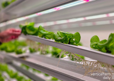 Checking the rootzone is not an issue, as gutters can be easily removed and cleaned for maintenance