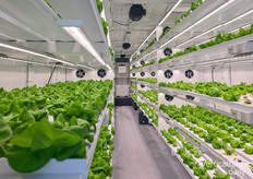 An Amplified Ag container farm running multiple cultivars for R&D purposes