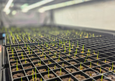 Dr. Kai is conducting rice trials as well