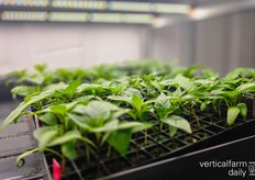 Bell pepper seedlings