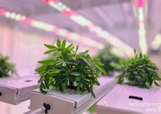 Marigold flowers, also helpful to largely prevent pests