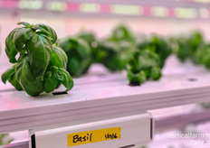 Did someone say pesto? Basil plants are grown inside the same container, alongside other herbs