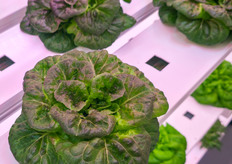Butterhead lettuce with a tint of red