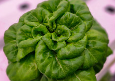 Boston lettuce