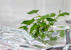The propagation process begins with tissue culture, allowing pest-free, clean plants. After a few weeks of propagation inside the container, the young plants will be transplanted outdoors.
