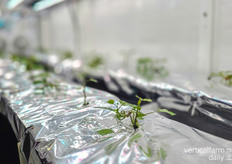 "We want to see how plants perform from the very beginning all the way through to the field"