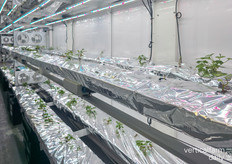 The plants are grown in cocopeat-based systems, with foil coverings used to protect irrigation channels and prevent algae from growing.