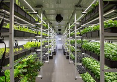 Based on the client's demand, Amplified containers come in various setups to utilize the farm in the best way