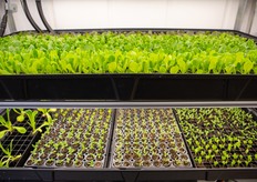 Each farm comes with a propagation system to grow all the seedlings for the farm