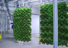 Growing walls are led to the harvesting area through the automated moving system