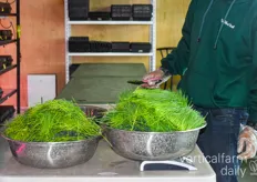 Wheatgrass just harvested and weighed to prepare it for send-off