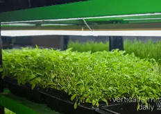 Cilantro- The only microgreens that chefs like with the seed huls on it according to Ivan 