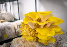 Yellow Oyster Mushrooms close up
