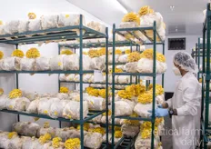 After a certain period of time, depending on the variety, the mushrooms that are ready to reap are taken to the harvesting room