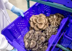 Blue Oyster Mushrooms ready for packaging
