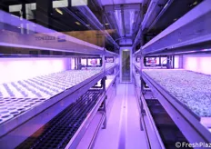 Inside the container farm of Tomato+