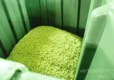 Pea sprouts cultivation that are almost ready for harvest