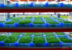 The microgreens are cultivated in boxes that are the exact size of the company's B2B packaging 