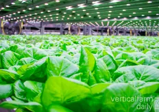 VAXA is supplying a range of leafy greens, lettuces, herbs and microgreens to Iceland retailers 