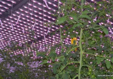 The other vertical farm is used for tomato cultivation where Signify's Dynamic 500 mmol lights are used