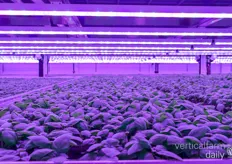 An overview of the basil crops in full grow 