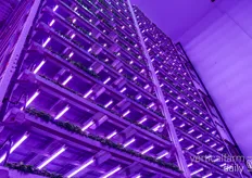 The 9m high vertical farm has 17 stacked layers, growing 15 tons of basil a month